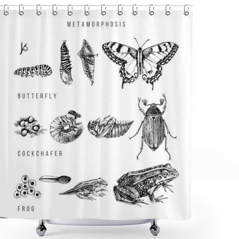 Personality  Metamorphosis Of The Swallowtail, Cockchafer And Frog Shower Curtains