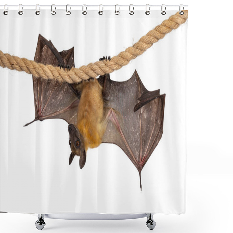 Personality  Young Adult Flying Fox, Fruit Bat Aka Megabat Of Chiroptera, Hanging Side Ways On Sisal Rope With Both Spread Showing Structure Of The Bones. Looking To The Side Away From Camera. Isolated On White Background. Shower Curtains