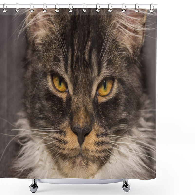 Personality  Dear Maine Coon Cat Looks To The Camera Large View Shower Curtains