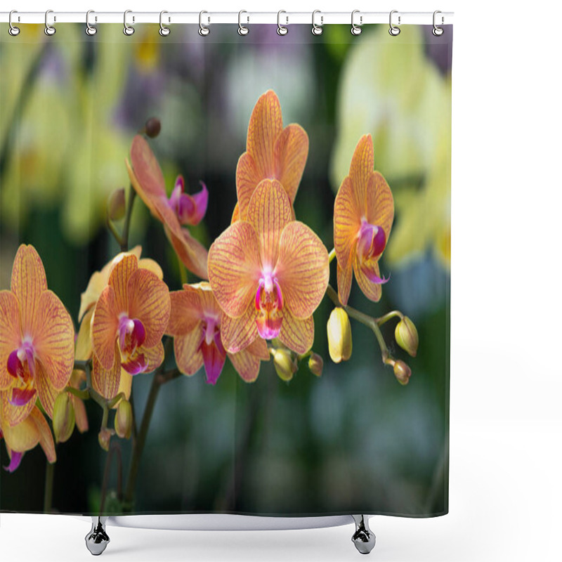 Personality  Floral Concept. Orchid Growing Tips. How Take Care Of Orchid Plants Indoors. Most Commonly Grown House Plants. Orchids Blossom Close Up. Orchid Flower Pink And Yellow Bloom. Phalaenopsis Orchid. Shower Curtains