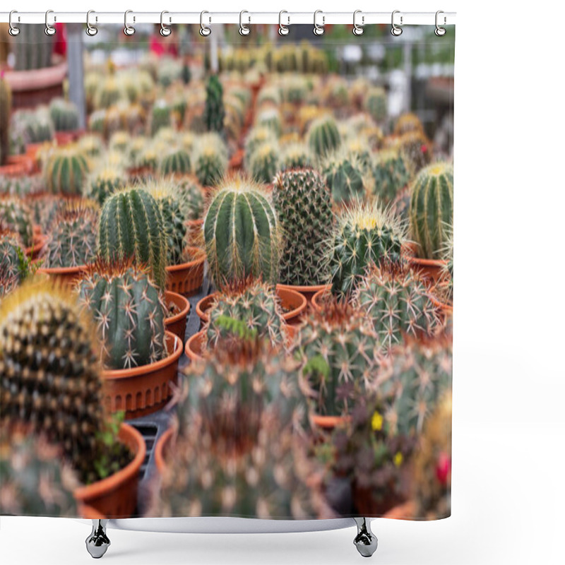 Personality  Varieties Of Cactus Plant In The Pot. Close Up View. Selective Focus Shower Curtains