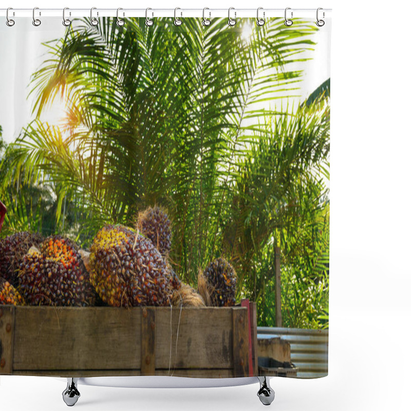 Personality  African Oil Palm (Elaeis Guineensis). Oil Palm Originates From West Africa But Its Cultivated In Many Tropical Regions Of The World. Indonesia & Malaysia Produce About 85% Of The Palm Oil In The World. Shower Curtains