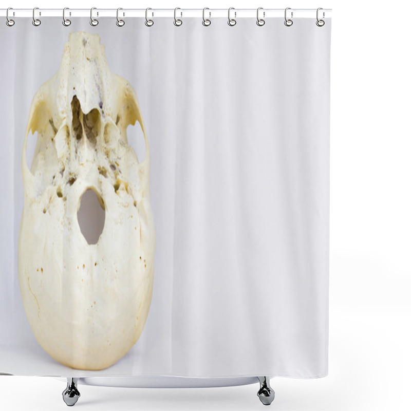 Personality  Bottom View Of Base Of The Human Skull Showing Maxilla And Foramen Magnum For Anatomy In Isolated White Background. Shower Curtains