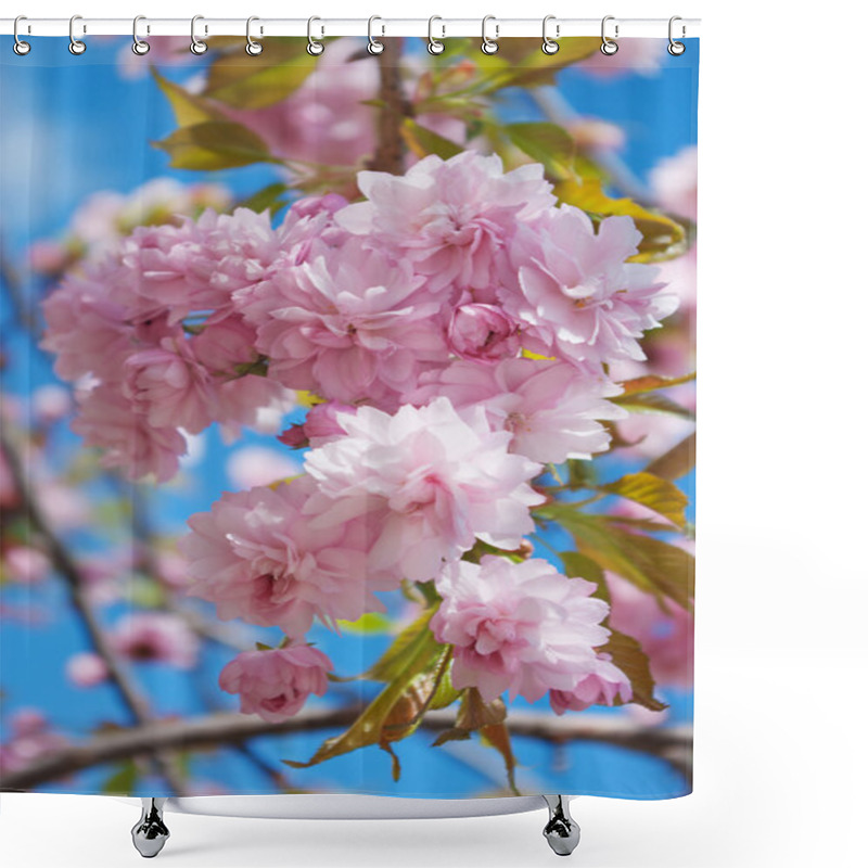 Personality  Sakura Tree Blossoms In Spring Against A Blue Sky. Shower Curtains