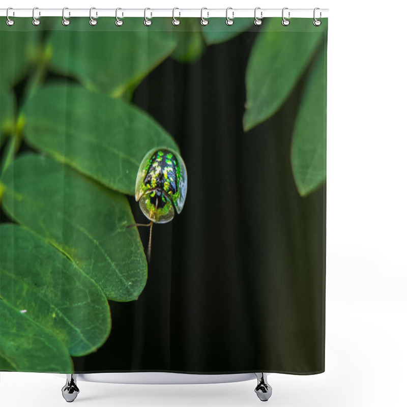 Personality  Green Tortoise Beetle On A Leaf. Shower Curtains