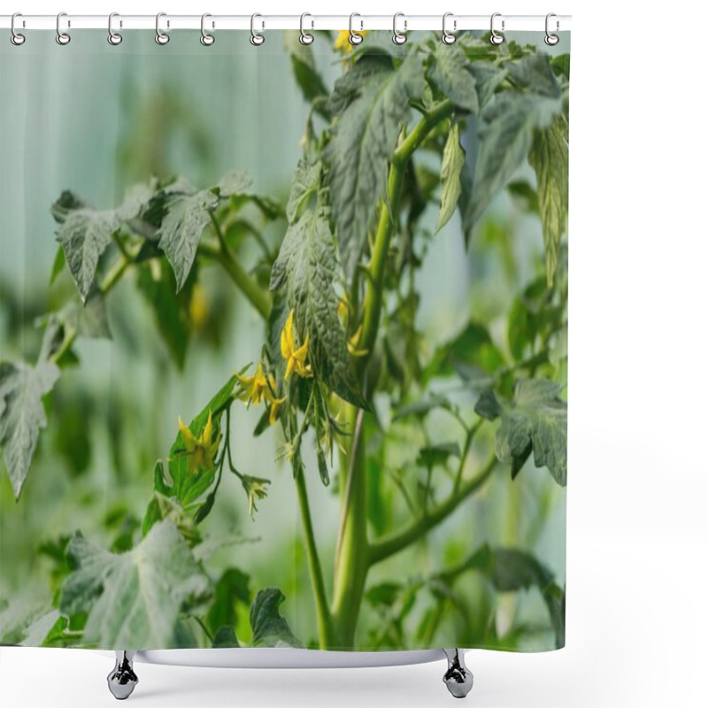 Personality  Tomatoes Growing In Greenhouse. Shower Curtains