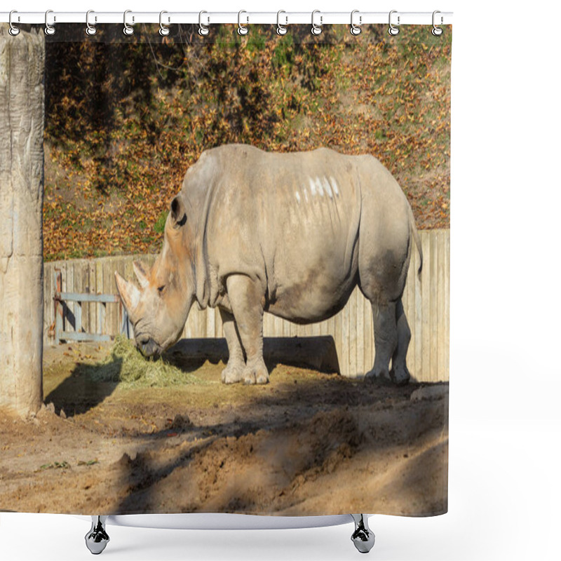 Personality  The Southern White Rhino, Ceratotherium Simum, Grazes On Grasses. Photo Taken In A Wildlife Reserve, South Africa. Shower Curtains