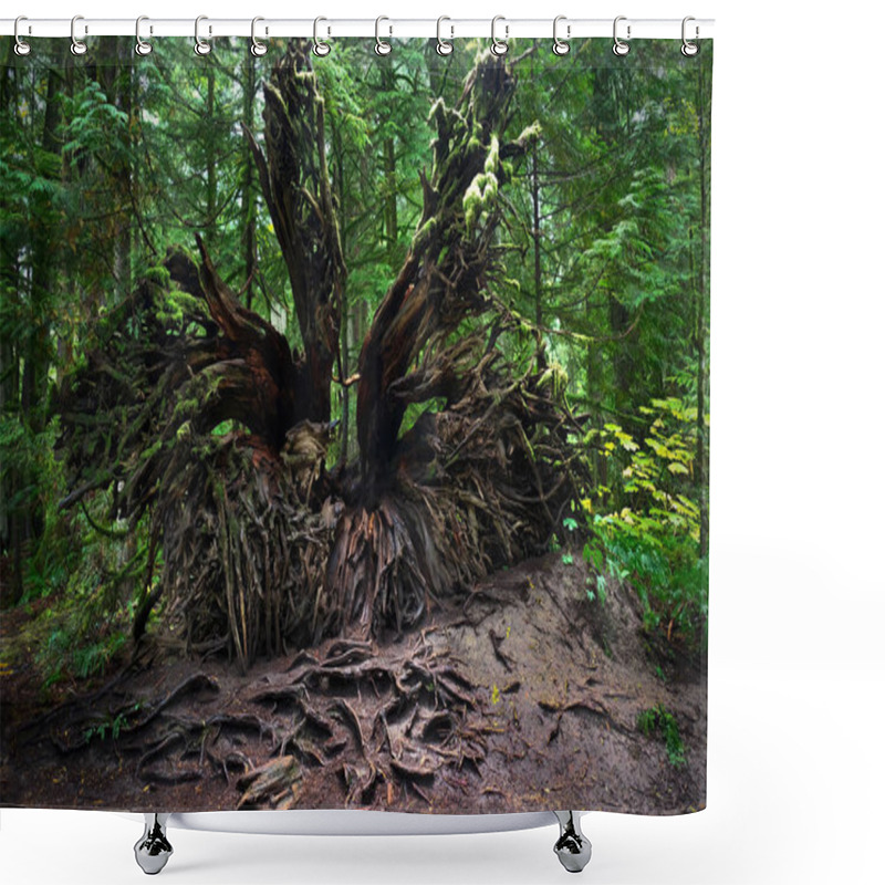 Personality  Dead Tree Roots. Rain Forest In Pacific Rim National Park Near Tofino. Vancouver Island. British Columbia. Canada. Shower Curtains