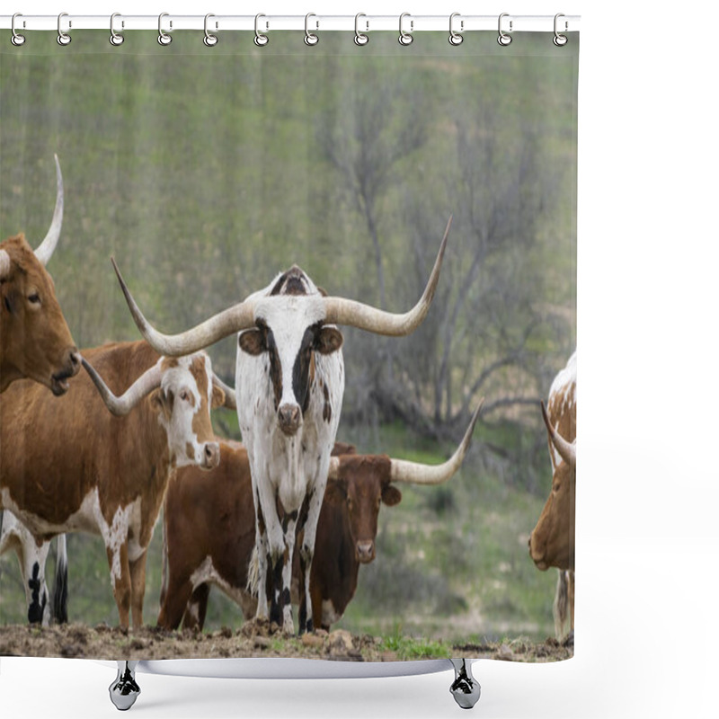 Personality  A Large White Longhorn Bull With Long, Curved Horns And Brown Spots Standing In The Middle Of A Herd Of Cattle With His Head Down Like He Is Getting Ready To Charge.  Shower Curtains