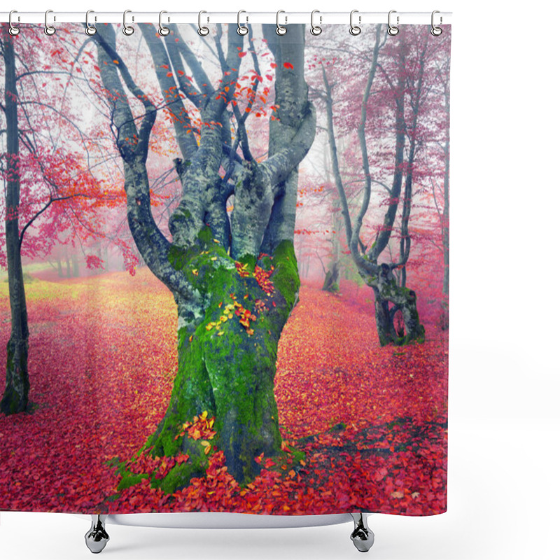 Personality  Beech Forest In Autumn Shower Curtains