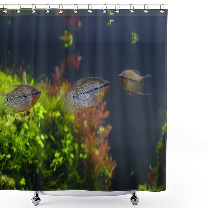 Personality  Trichopodus Leerii, Ornamental Labyrinth Fish Shoal, Amano Style Aquascape, Planted Aquadesign Beginner Friendly Pet, Professional Commercial Care, Lush Aquatic Vegetation In LED Light, Shallow Dof Shower Curtains