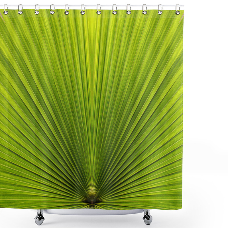 Personality  Palm Leaf Closeup With Symmetry And Lines Shower Curtains