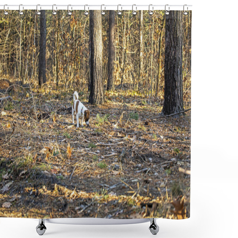 Personality  Beautiful Male Jack Russell Terrier Walking In The Forest On A Sunny Day Shower Curtains