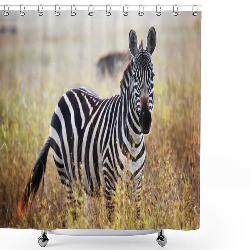 Personality  Zebra Portrait On African Savanna. Shower Curtains