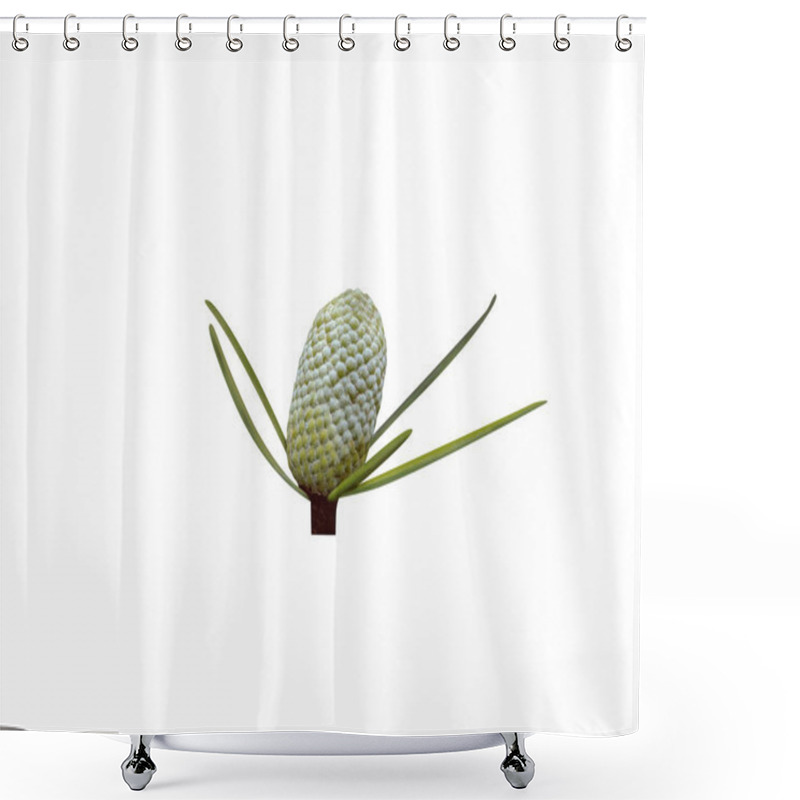 Personality  Cedrus Deodara Or Deodaru Fruits Isolated On White Background Shower Curtains