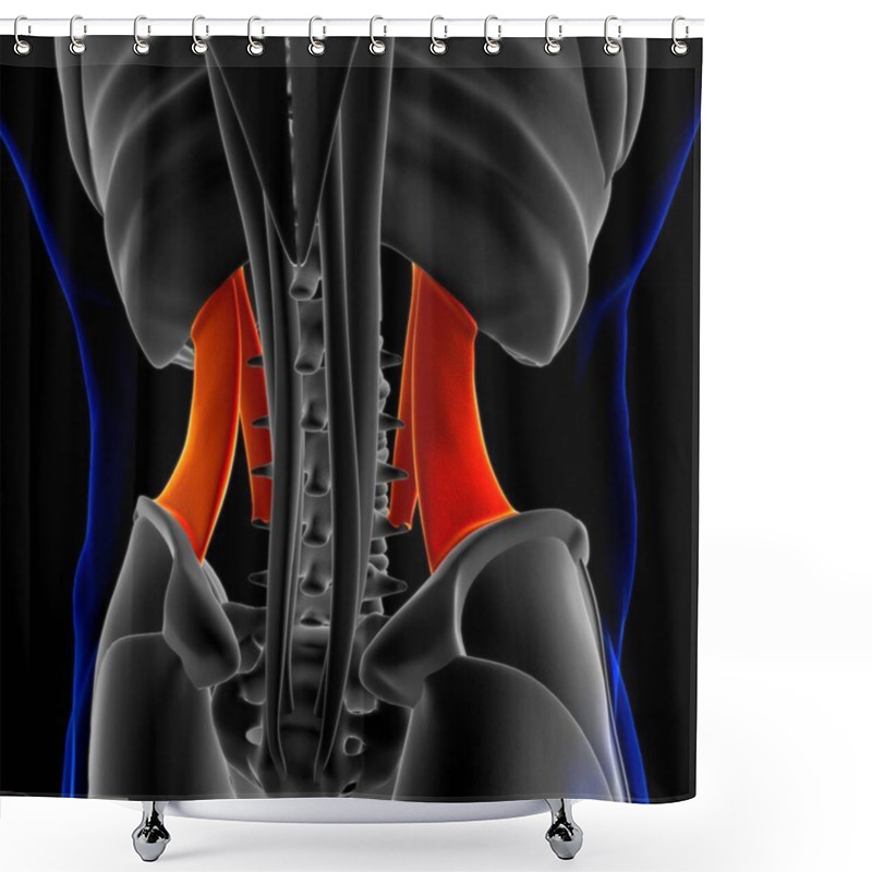 Personality  3D Illustration, Muscle Is A Soft Tissue, Muscle Cells Contain Proteins , Producing A Contraction That Changes Both The Length And The Shape Of The Cell. Muscles Function To Produce Force And Motion. Shower Curtains