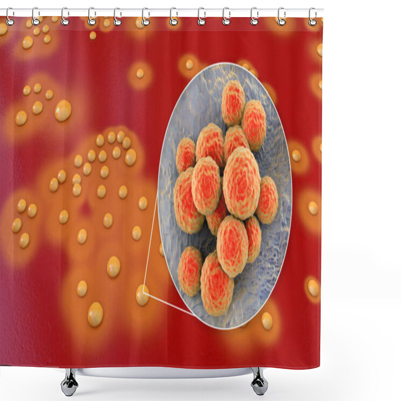 Personality  Bacteria Staphylococcus Aureus, Colonies On Sheep Blood Agar Medium And Closeup View Of Bacterial Cells, 3D Illustration Shower Curtains