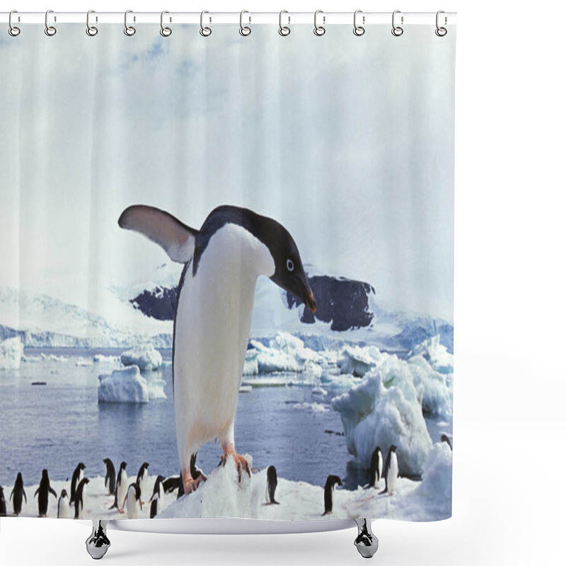 Personality  Adelie Penguin, Pygoscelis Adeliae, Paulet Island In Antarctica   Shower Curtains