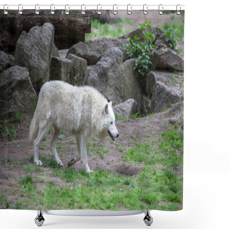 Personality  White Polar Wolf In Zoo Of Berlin Shower Curtains