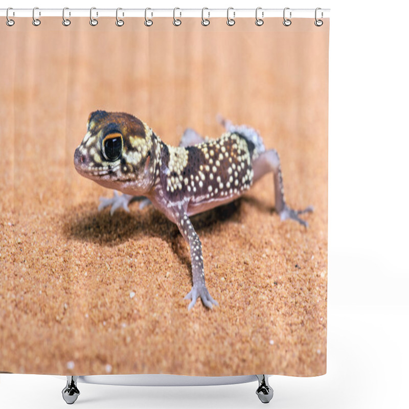 Personality  Australian Barking Gecko (Underwoodisaurus Milii) Shower Curtains