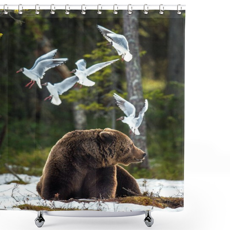 Personality  Seagulls (Black-headed Gull (Larus Ridibundus) And Adult Male Of Brown Bear (Ursus Arctos) On The Snow In Spring Forest. Shower Curtains