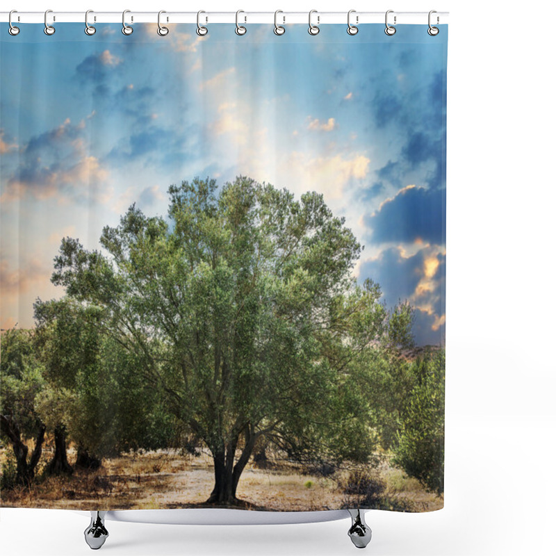 Personality  Olive Trees Garden. Shower Curtains