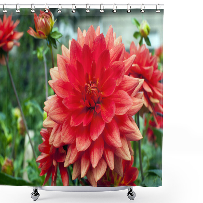 Personality  Dahlias In A Garden Shower Curtains