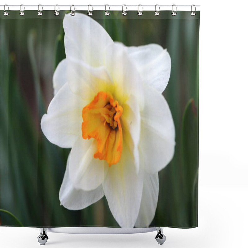 Personality  A Large Narcissus Flower Bloomed And Reminded Of Spring, A Natural Pleasant Fragrance Of Flowers Shower Curtains