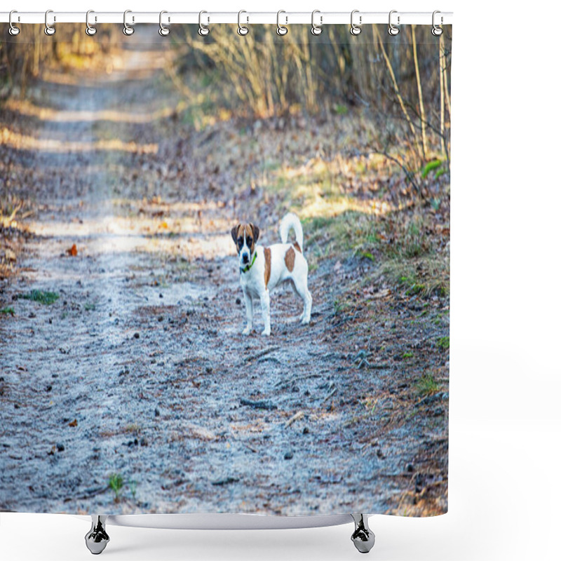 Personality  Beautiful Male Jack Russell Terrier Walking In The Forest On A Sunny Day Shower Curtains