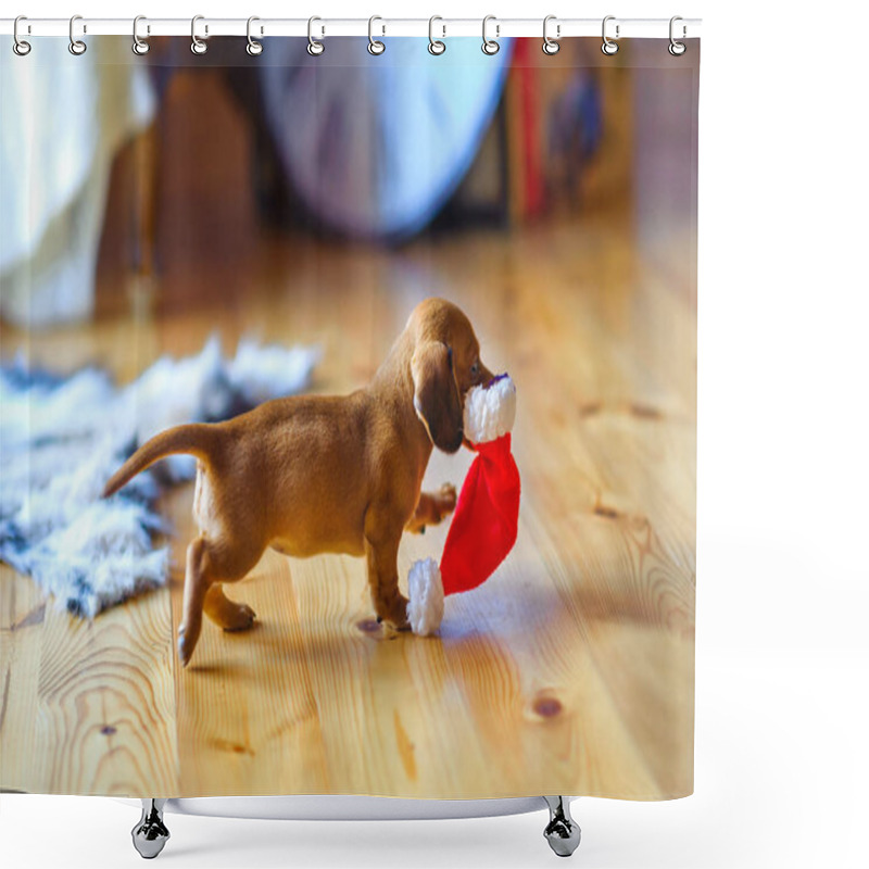 Personality  Puppy With A Santa Claus Hat Shower Curtains