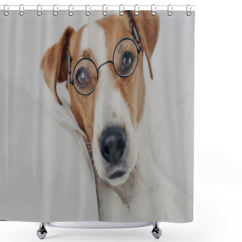 Personality  Close Up Shot Of Brown And White Dog Stays In Bed, Wears Transparent Round Glasses And Looks Directly At Camera. Jack Russel Terrier In Eyewear. Intelligent Pet In Bedroom At Home. Animals Concept Shower Curtains