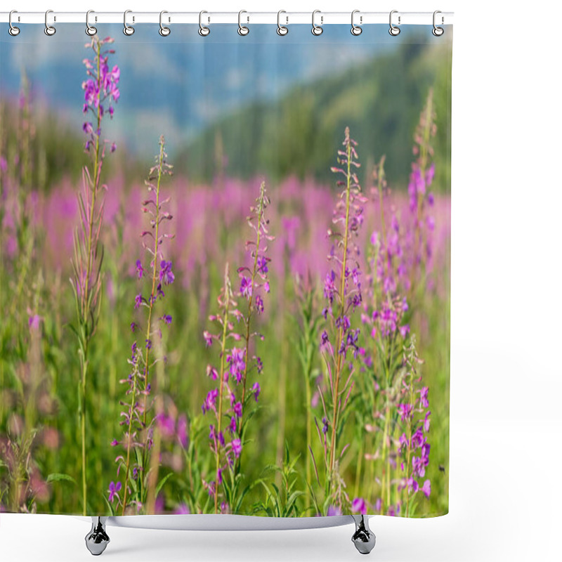 Personality  Capturing The Vibrant Display Of Fireweed Flowers In Full Bloom On A Meadow In The Carpathian Mountains, Showcasing The Beauty Of The Alpine Region Shower Curtains