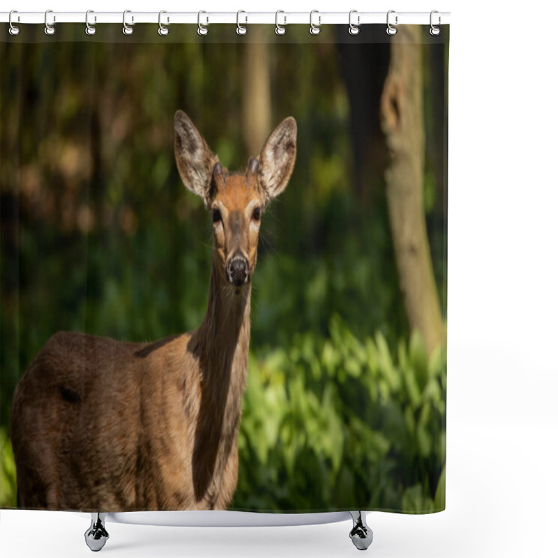 Personality  White-tailed Deer  In Spring Forest. Shower Curtains