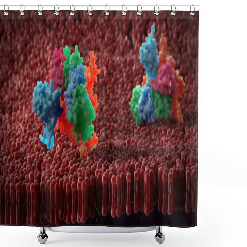 Personality   Plasma Membrane Of A Human Cell. The Plasma Membrane Is A Bilay Shower Curtains