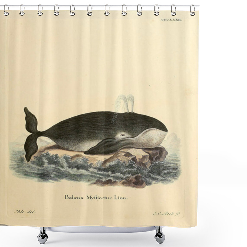 Personality  Illustration Of Marine Mammal. Die Saugthiere In Abbildungen Nach Der Natur, Mit Beschreibungen. 1778 Shower Curtains