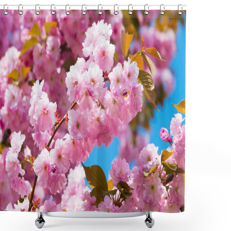 Personality  Cherry Tree In Pink Flowers On Blue Sky Background, Bloom Shower Curtains