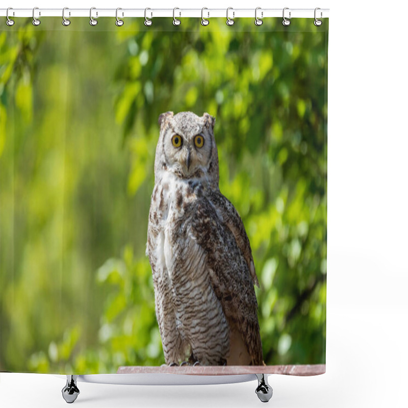 Personality  Great West Siberian Eagle Owl Sitting On Wood. The Background Is Green With Nice Bokeh. Shower Curtains