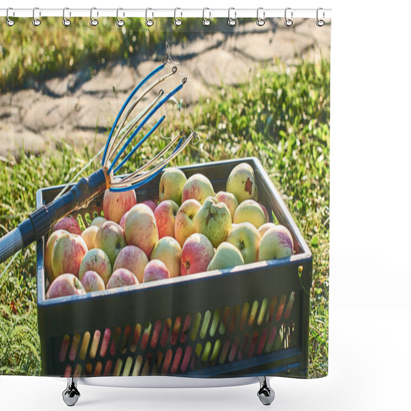 Personality  Fresh Harvested Apples In The Crate And A Fruit Picking Tool Shower Curtains