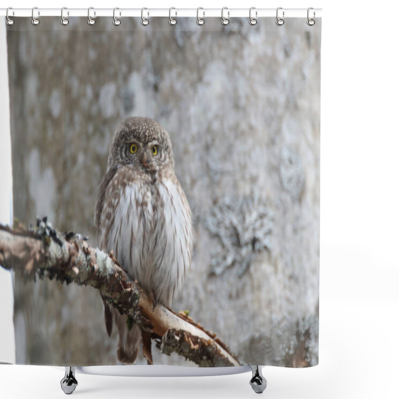 Personality  Eurasian Pygmy Owl (Glaucidium Passerinum) Swabian Jura  Shower Curtains