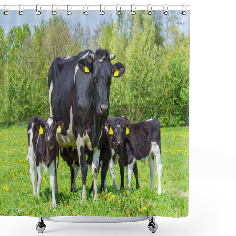 Personality  Family Mother Cow With Calves In Dutch Meadow Shower Curtains