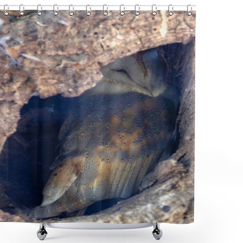 Personality  The Barn Owl Hunts Rodents And Insects At Night. Photo Captured In A Rural Field In The UK. Shower Curtains