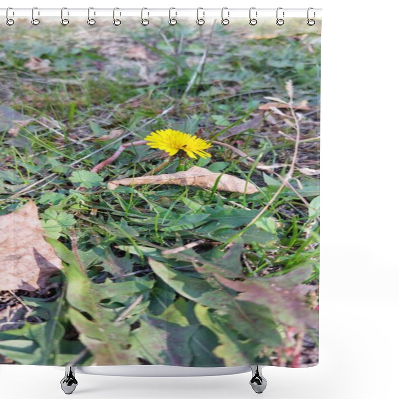 Personality  Close-up Of A Bright Yellow Dandelion Growing Amidst Green Grass And Dry Fallen Leaves On The Forest Floor, Highlighting The Contrast Between Fresh Growth And Seasonal Decay. Shower Curtains