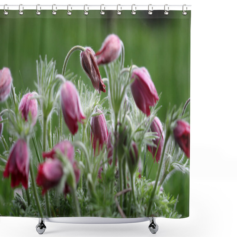 Personality  Pasque Flower Shower Curtains