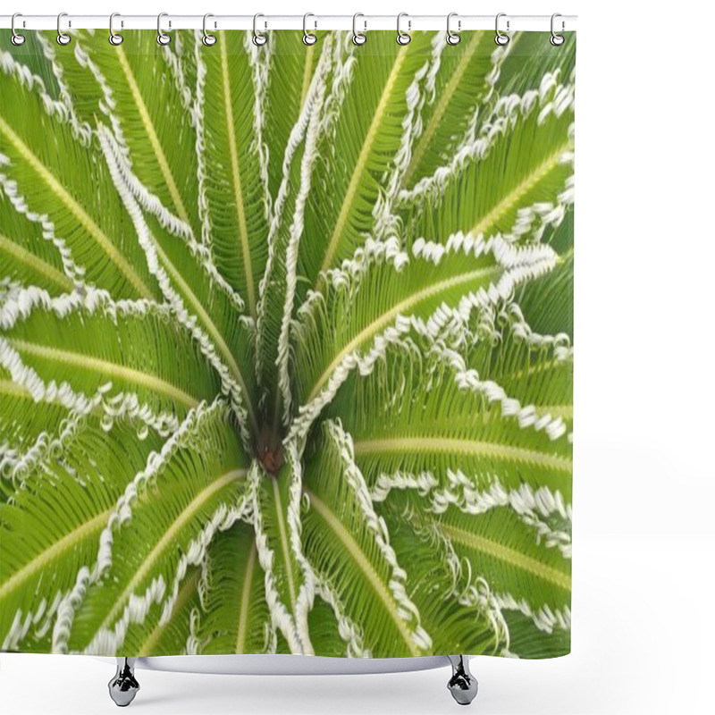 Personality  Cycas Revoluta,sago Palm, King Sago, Sago Cycad,sago Palm Leaves. Shower Curtains