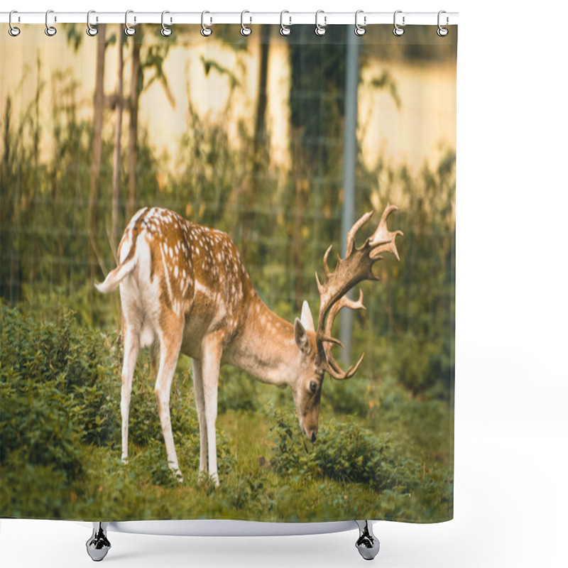 Personality  Fallow Deer In An Enclosure Shower Curtains