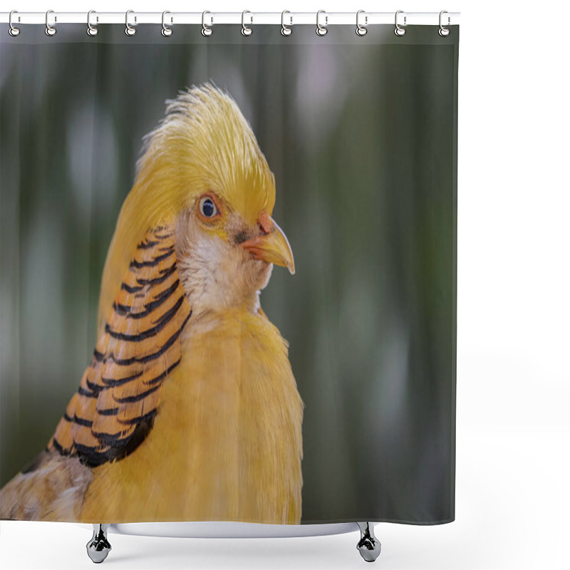 Personality  Extremely Beautiful Yellow Golden Pheasants (Chrysolophus Pictus) Close-up. The Yellow Golden, Also Known As The Ghigi's Golden, Is A Popular Color Mutation Of The Golden Pheasant Occurring  Shower Curtains