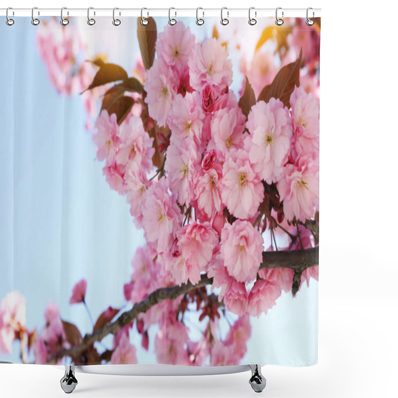 Personality  Beautiful Blossoming Sakura Tree Against Blue Sky, Closeup Shower Curtains