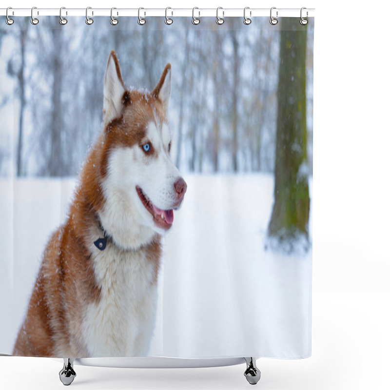 Personality  Husky Dog Portrait Blue Eyes Arctic Animal Theme Looking Side Ways Pet Walking Concept White Background Blurred Winter Forest Landscape Outdoor View Shower Curtains