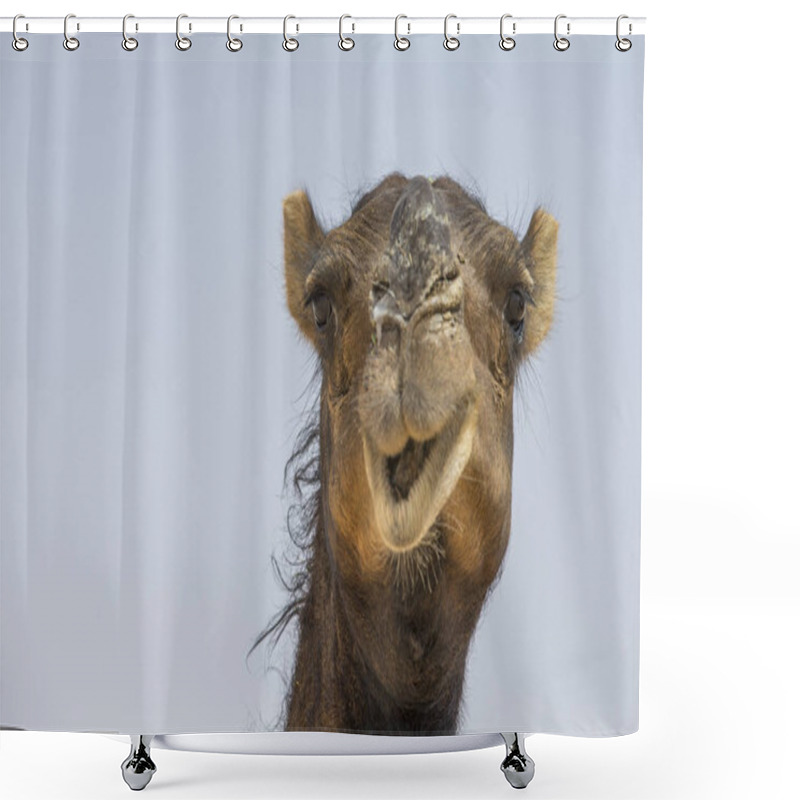 Personality  Camel In Liwa Desert Shower Curtains