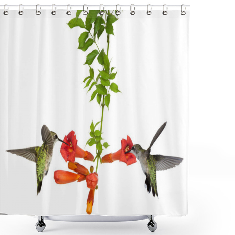 Personality  Hummingbirds Feed At A Trumpet Vine Shower Curtains